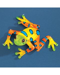 Rain Forest Frog