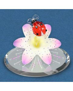 Ladybug on Lily