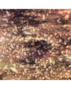 Youghiogheny Lavender