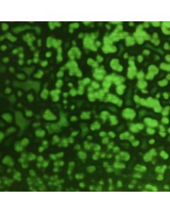 Youghiogheny Dark Green Opal Mottled Glass